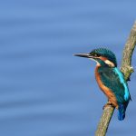 05 IJsvogel ~ Man Op Tak Foto Wim Wijering