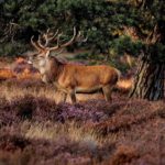 Edelhert Op Hei Bospark De Tonnenberg Web