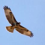 Foto Buizerd Cor Groot