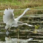 Grote Zilverreiger Gerrit Lammers