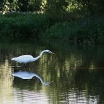 Grote-zilverreiger-Landgoed-Maatje_Jop_Bakker