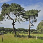 Klompenpaden in Nederland