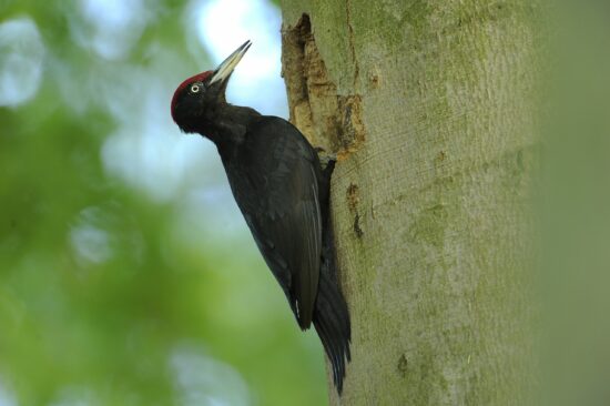 Black,Woodpecker,(dryocopus,Martius)