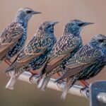 Common,Starling,Posing,On,A,Metal,Bar