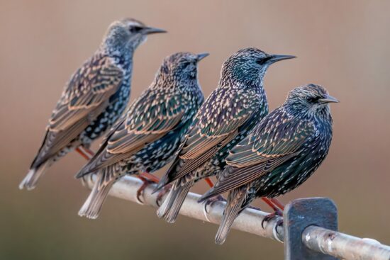 Common,Starling,Posing,On,A,Metal,Bar
