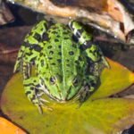 Green,Water,Frog,Sitting,On,A,Lily,Pad.,Closeup,Of