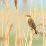 Closeup,Of,A,Sedge,Warbler,Bird,,Acrocephalus,Schoenobaenus,,Singing,To