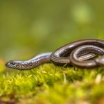 Shutterstock Hazelworm