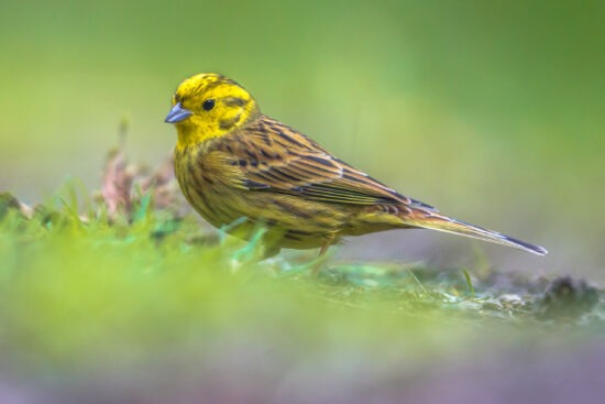 Yellowhammer,(emberiza,Citrinella),Foraging,In,Backyard.,This,Bird,Is,Partially