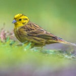 Yellowhammer,(emberiza,Citrinella),Foraging,In,Backyard.,This,Bird,Is,Partially