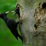 Woodpecker,With,Chick,In,The,Nesting,Hole.,Black,Woodpecker,In