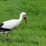 zandslagen_Ooievaarsdorp_Wim_Bambacht