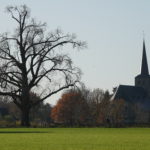 Zwarte Populier