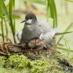 Zwarte Stern; Chlidonias Niger; Black Tern